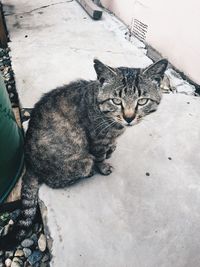 High angle view portrait of cat sitting outdoors