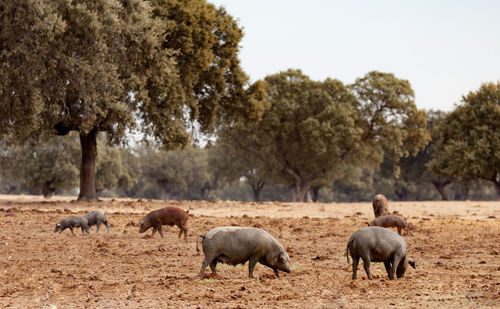 Sheep in a field