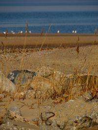 Scenic view of beach against sky