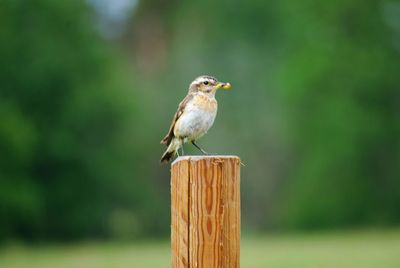 Close-up of bird perching on wooden post