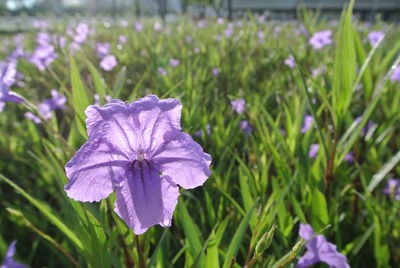 Close-up of purple flowering plant on field