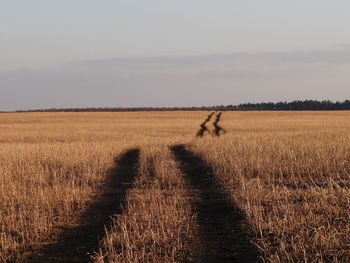 Scenic view of agricultural field against sky