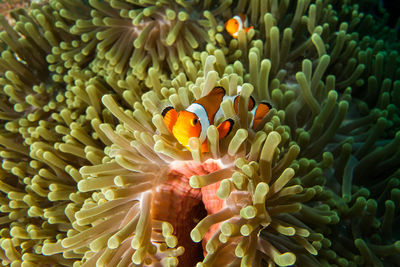 View of fish in sea