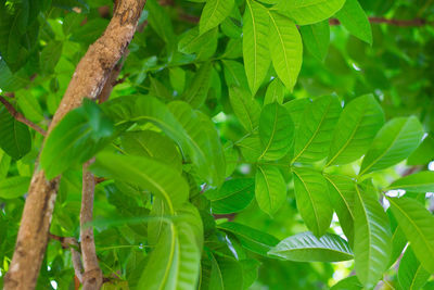 Close-up of fresh green leaves