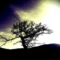 Low angle view of bare trees against sky