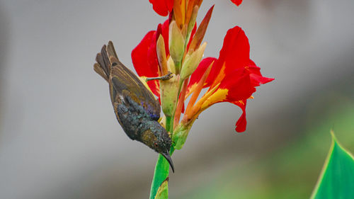 Close-up of red flowering plant