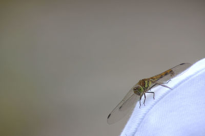 Close-up of insect