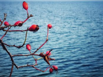 Close-up of red berries growing in sea