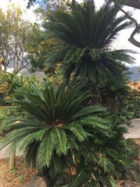 Close-up of palm tree on field