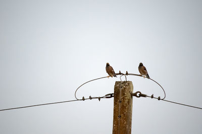 Low angle view of birds perching on pole against clear sky