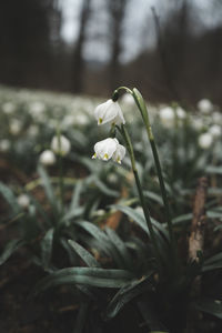 Close-up of white flowering plant