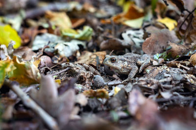 Close-up of frog on field