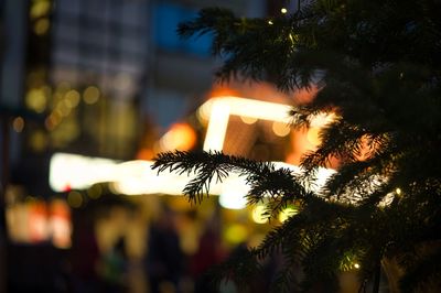 Illuminated christmas tree at night