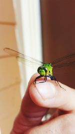 Close-up of hand holding insect against blurred background