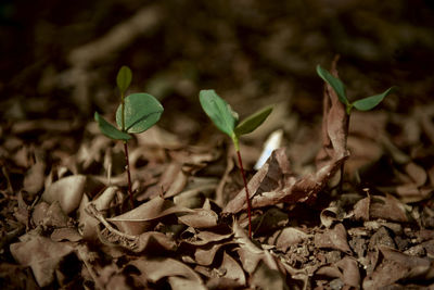 Close-up of dry leaves on field