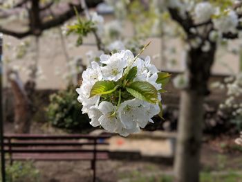 Close-up of white cherry blossoms