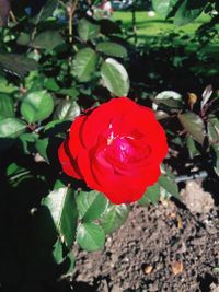 Close-up of red rose on plant