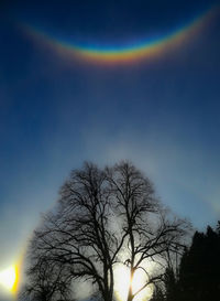 Low angle view of bare trees against rainbow in sky