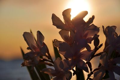 Close-up of flowering plant against sky during sunset