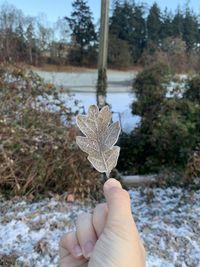Cropped hand holding plant