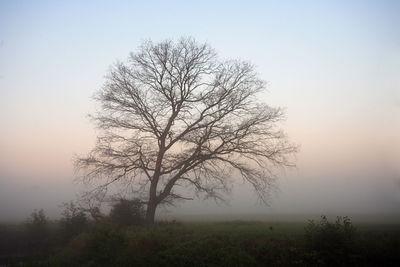 Bare tree on landscape against clear sky