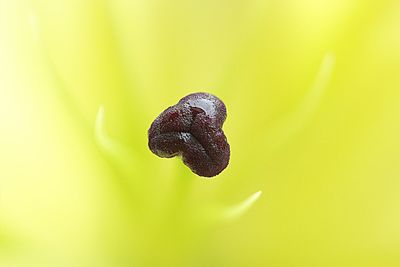 Close-up of insect on yellow leaf