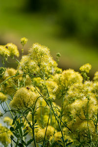 Close-up of yellow flowering plants on field