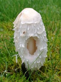 Close-up of mushroom growing on field