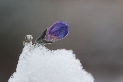 Close-up of snow on purple flower