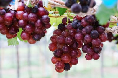 Close-up of grapes growing in vineyard