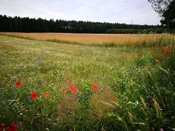 Scenic view of field against sky