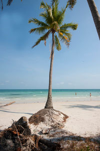 Coconut palm trees on beach against sky