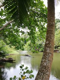 Scenic view of lake in forest