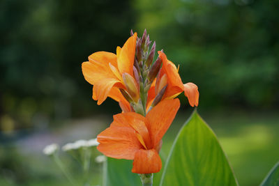 flowering plant