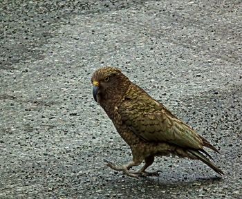 Close-up of eagle perching on land