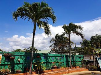 Low angle view of palm trees against sky