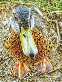 Close-up of duck swimming in water