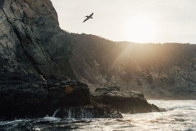 Pelican soars above the ocean breakers