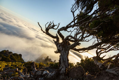 Low angle view of trees against sky