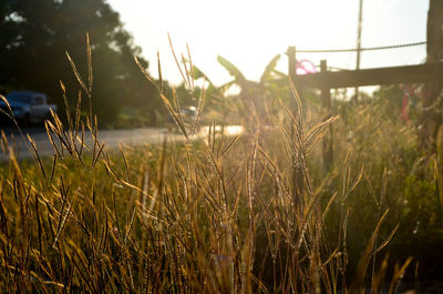 Close-up of grass growing on field against sky