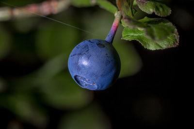 Close-up of tree against blurred background