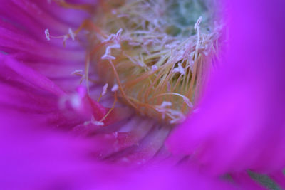 Close-up of pink flower