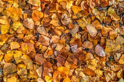 Full frame shot of autumnal leaves