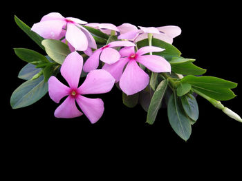 Close-up of pink flowering plant against black background