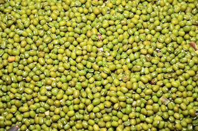 Seed of green beans in market for cultivation.