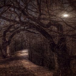 Road passing through bare trees