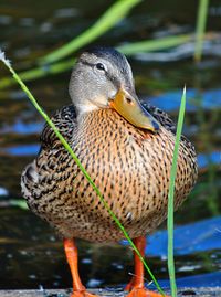 Close-up of bird perching on water