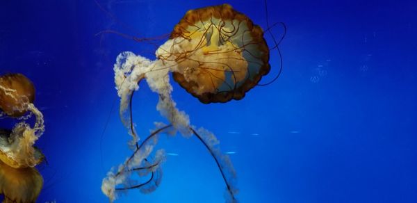 Close-up of jellyfish in sea