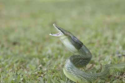 Close-up of fish on field