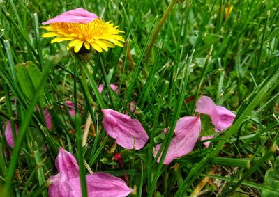 Close-up of fresh pink flowers in field